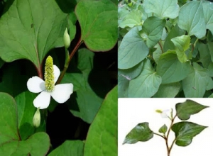 Những loại rau trái cây trị sỏi thận nhỏ